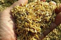 Tưởng đồ bỏ đi, thực tế vỏ trấu có thể đem về cả tỷ USD cho ĐBSCL