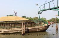 Các ứng dụng phổ biến từ vỏ trấu